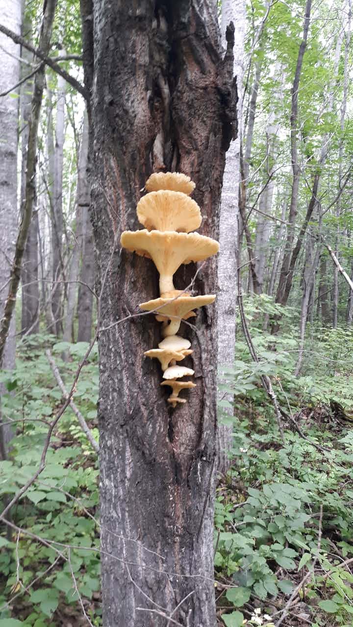 Dried Wild Oyster Mushrooms
