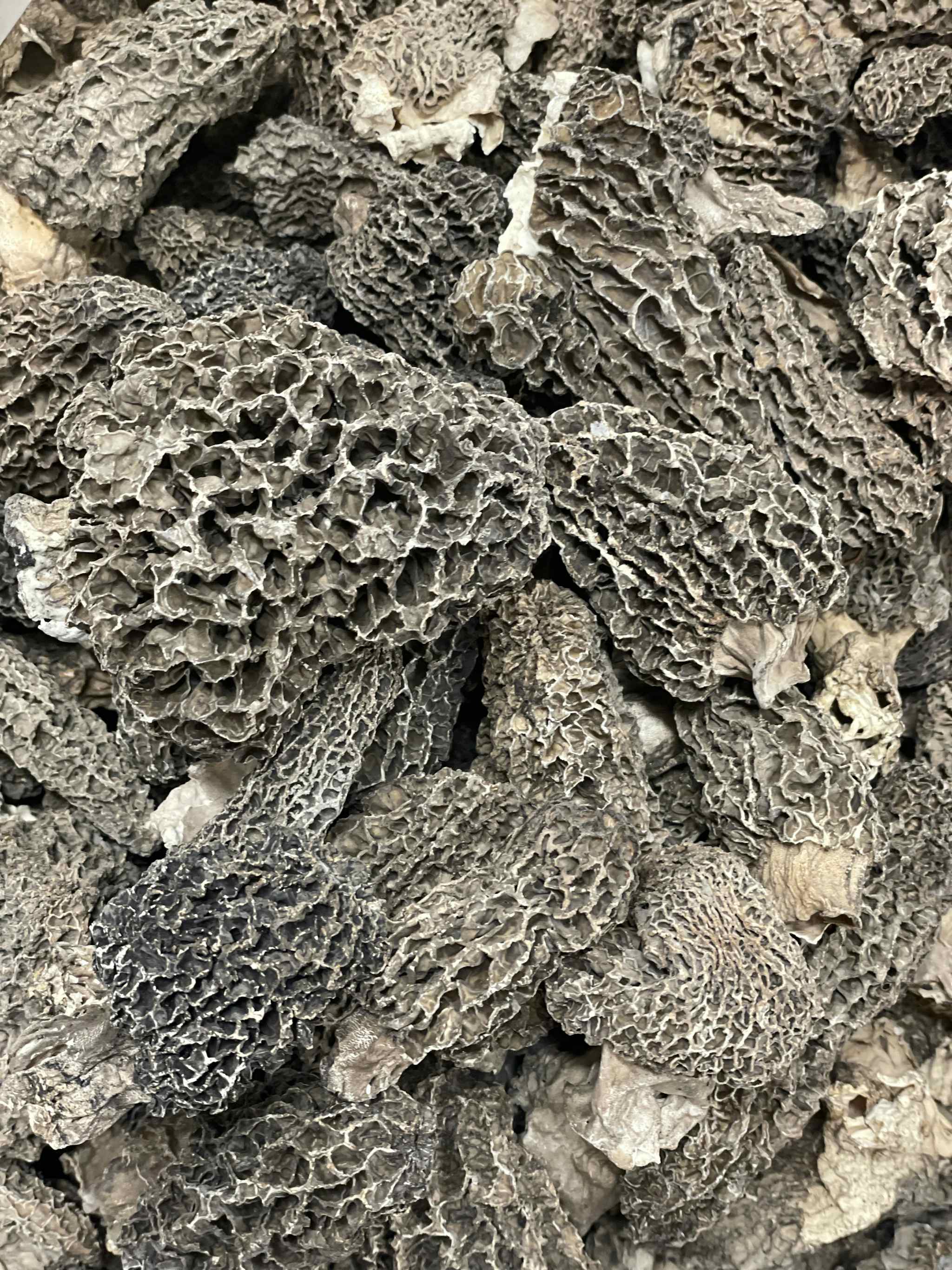 Dried Wild Jumbo Morel Mushrooms