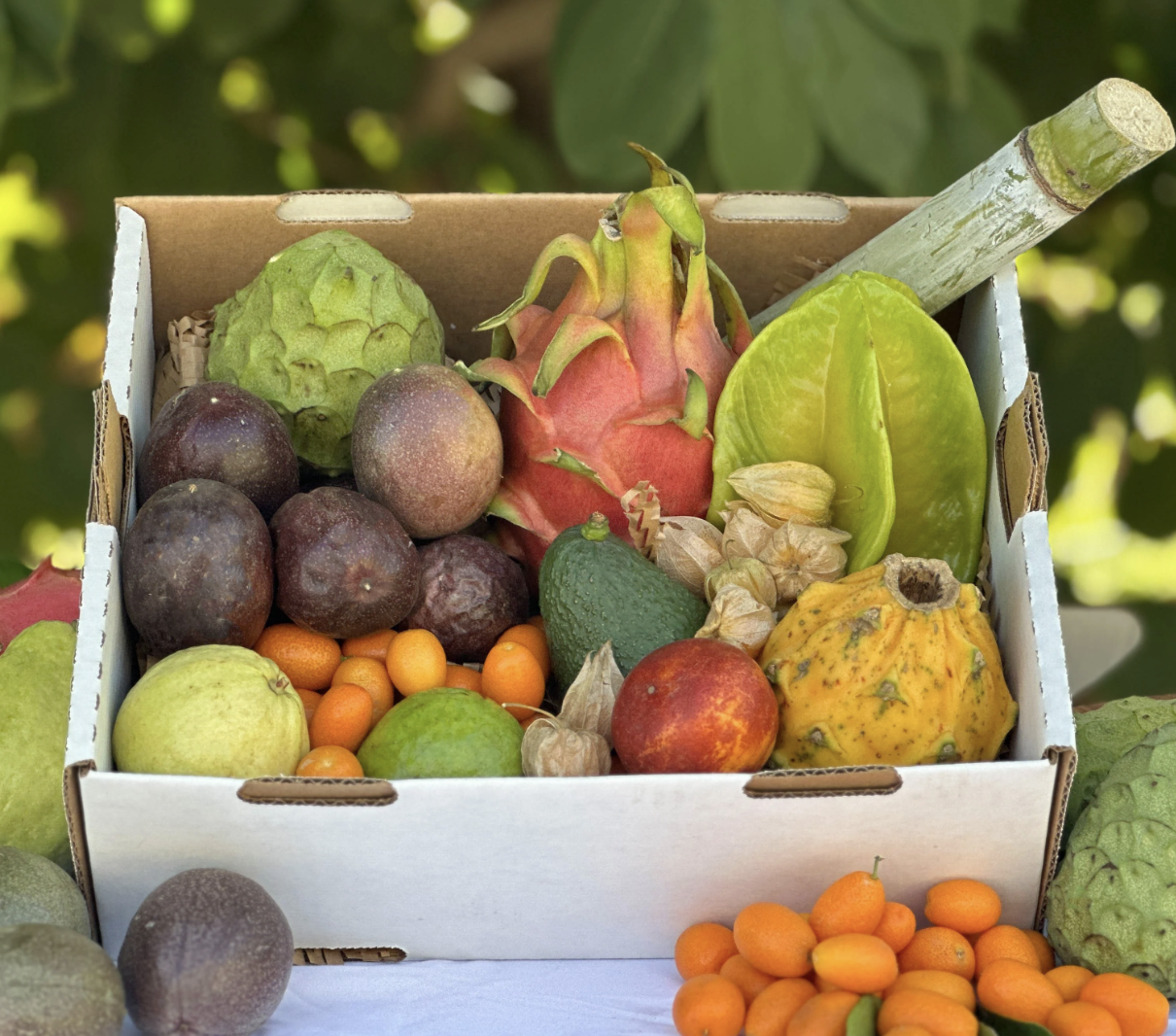 Spring's Best Exotic Tropical Fruit Box, Farm-Fresh, Seasonal Exotic Fruits: Dragon Fruit, Passion Fruit, Cherimoya, Star Fruit, Kumquat, and more!