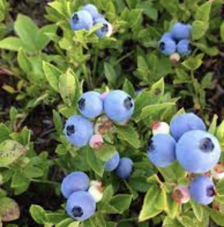 Frozen Wild Alaskan Blueberries