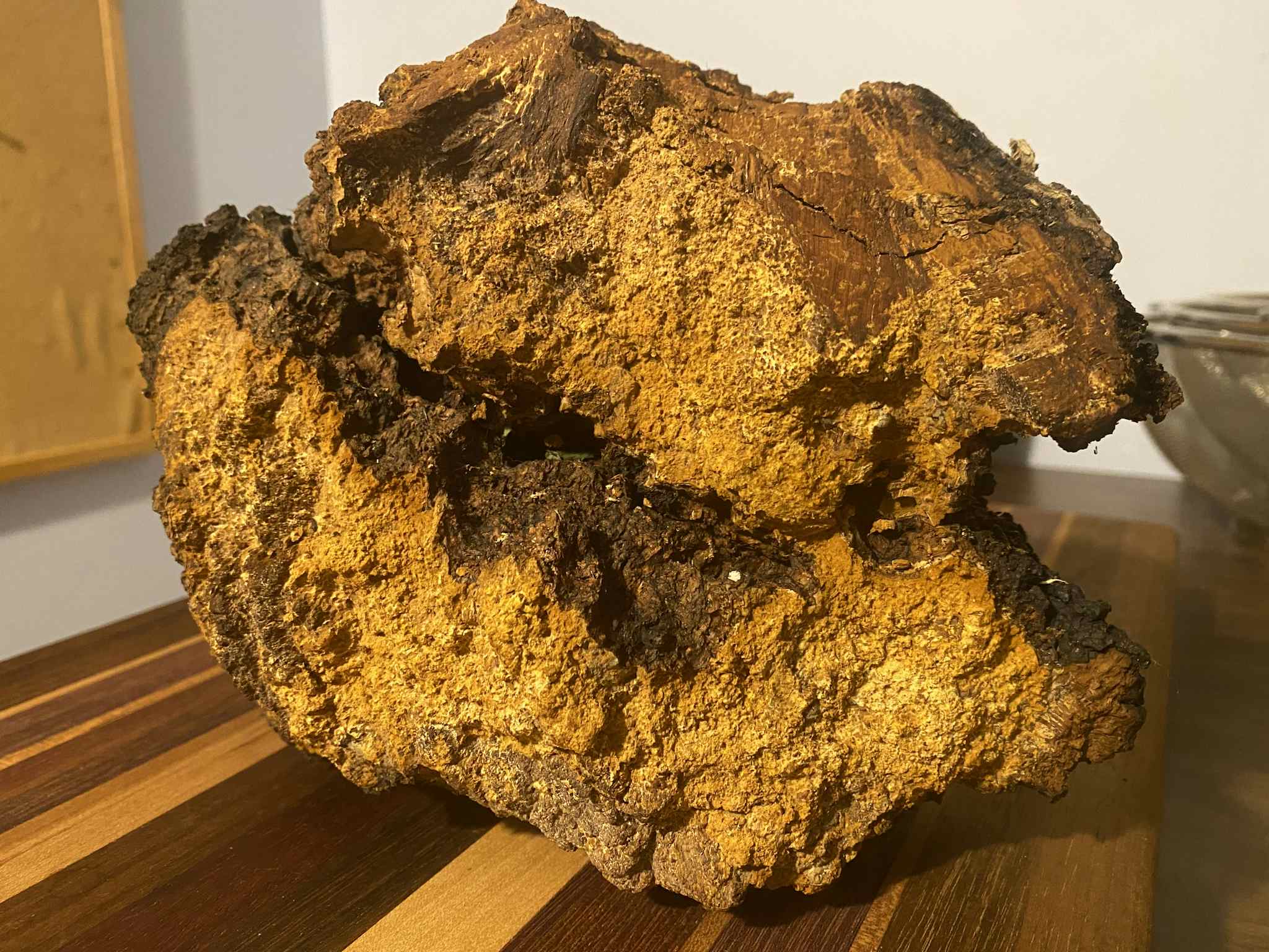 Double Cell Conk of Wild Harvested Chaga mushroom 