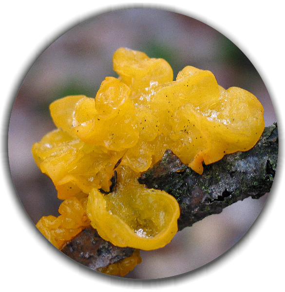 Golden jelly fungus ( Tremella mesenterica)