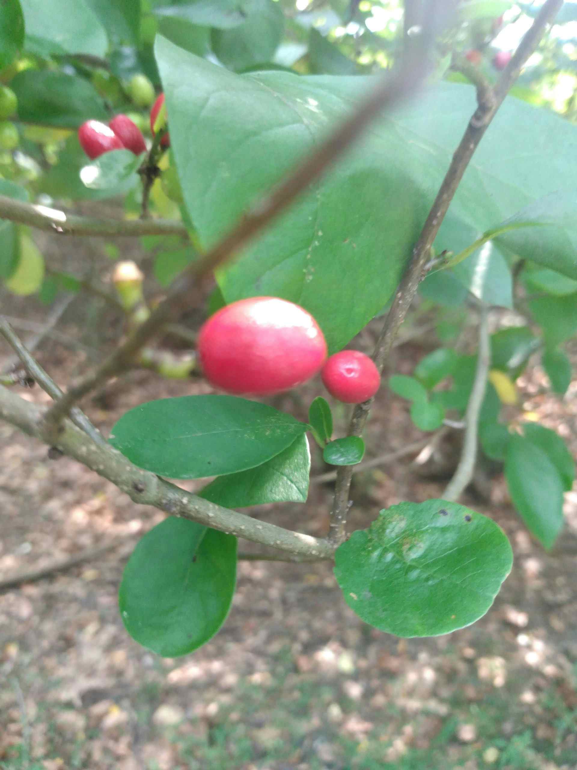 Grow your own Spicebush Berries