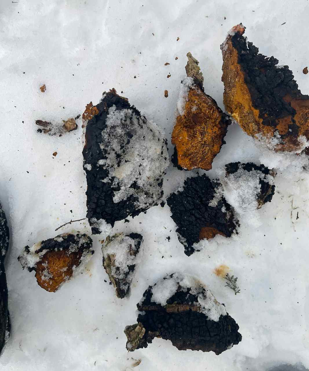 2023 Birch Chaga Mushroom Chunks Pennsylvania Wild Winter Harvested half pound