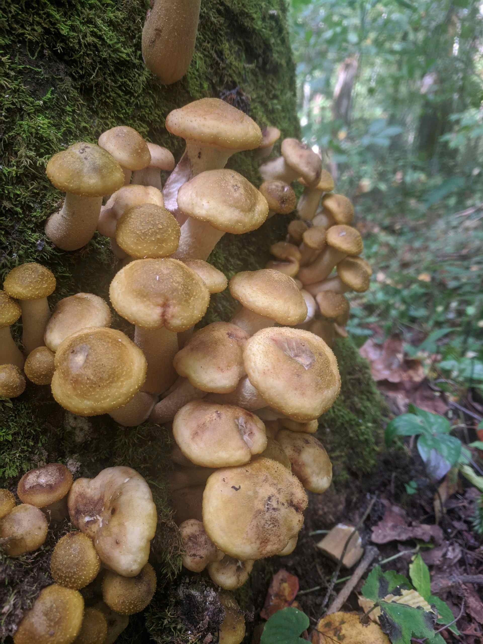 Fresh Honey Mushrooms (1lb)