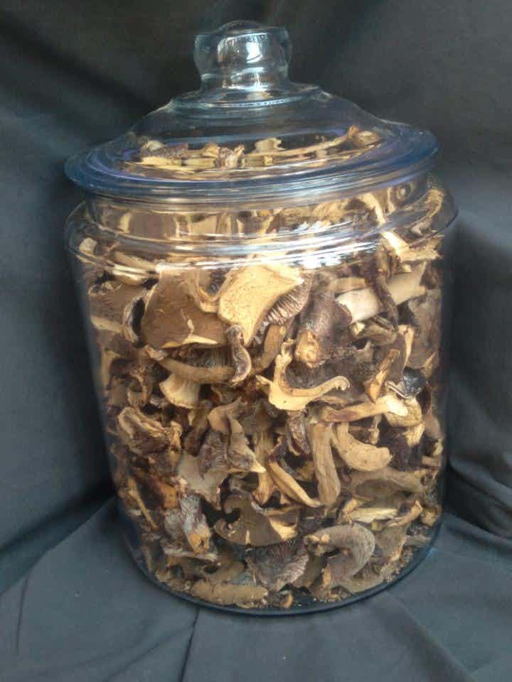 Bulk Dried Leatherback Mushrooms (1lb)