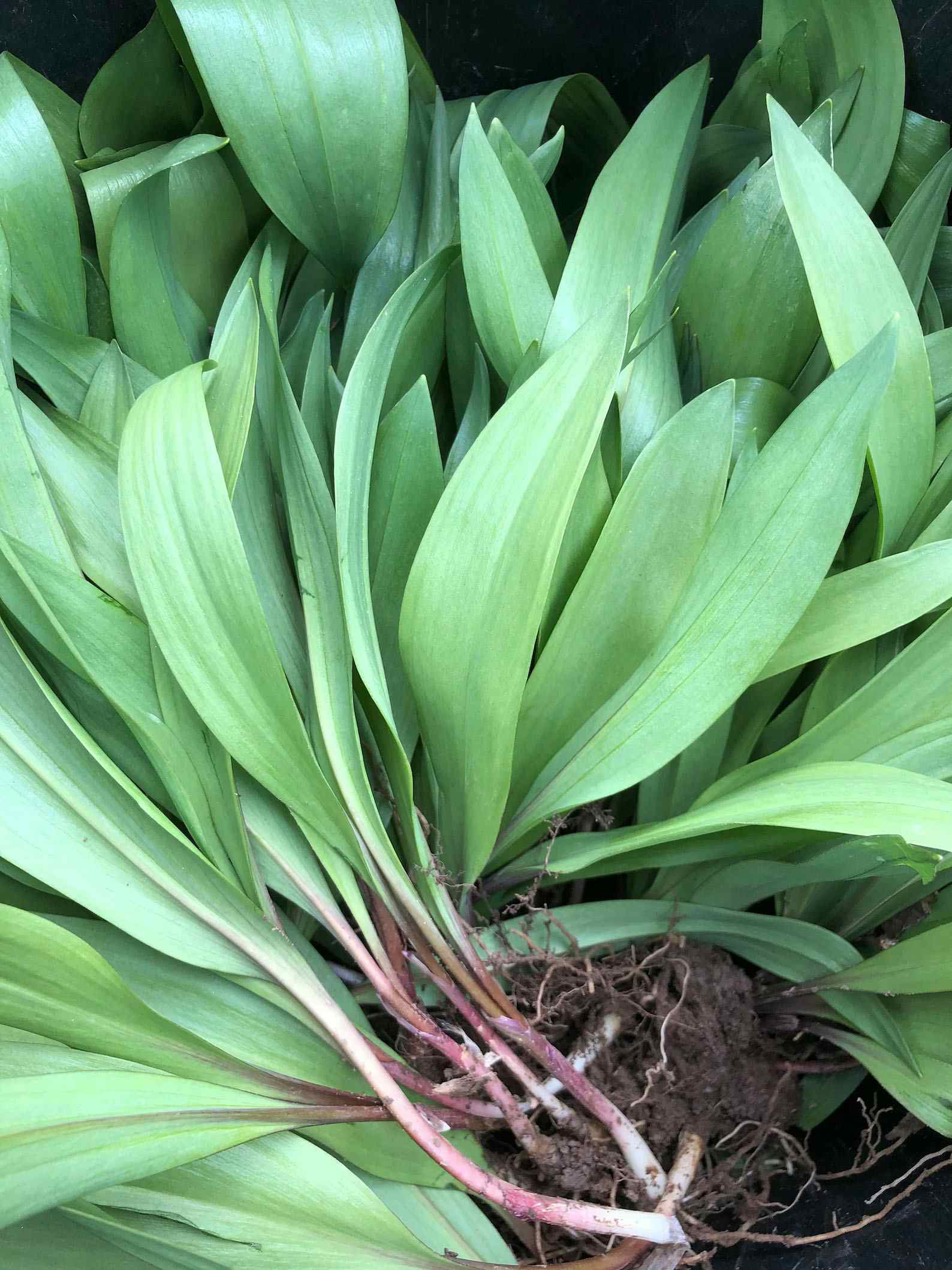 Grow your own! Restore the Ramp Patches! Bulbs of Ethically and Sustainably harvested Wild Ramps var Allium Tricoccum bulbs