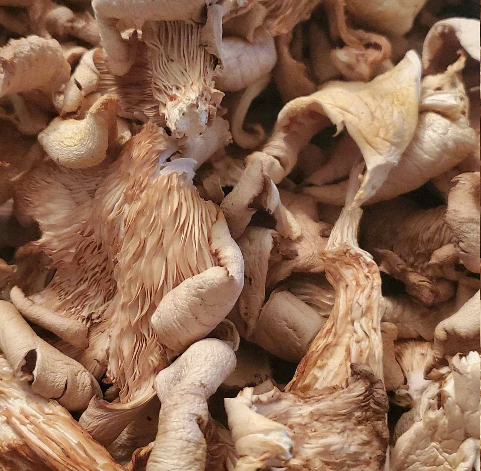 Dried White Oyster Mushroom Organic Whole Wild Ethically Harvested Pleurotus ostreatus VEGAN Myco protein beta Glucans