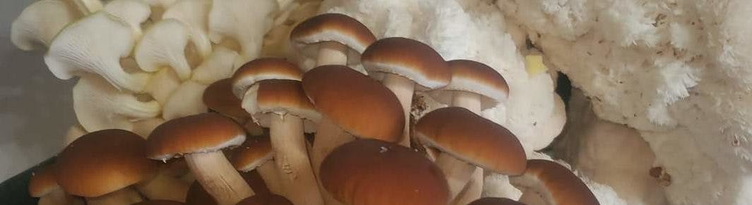 Natures Legacy Mushrooms's banner