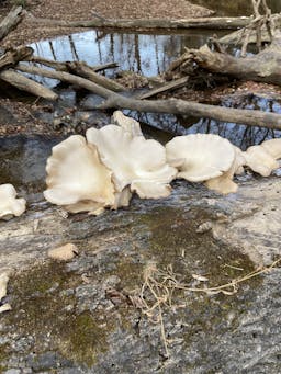 Tír na nÓg Mushrooms