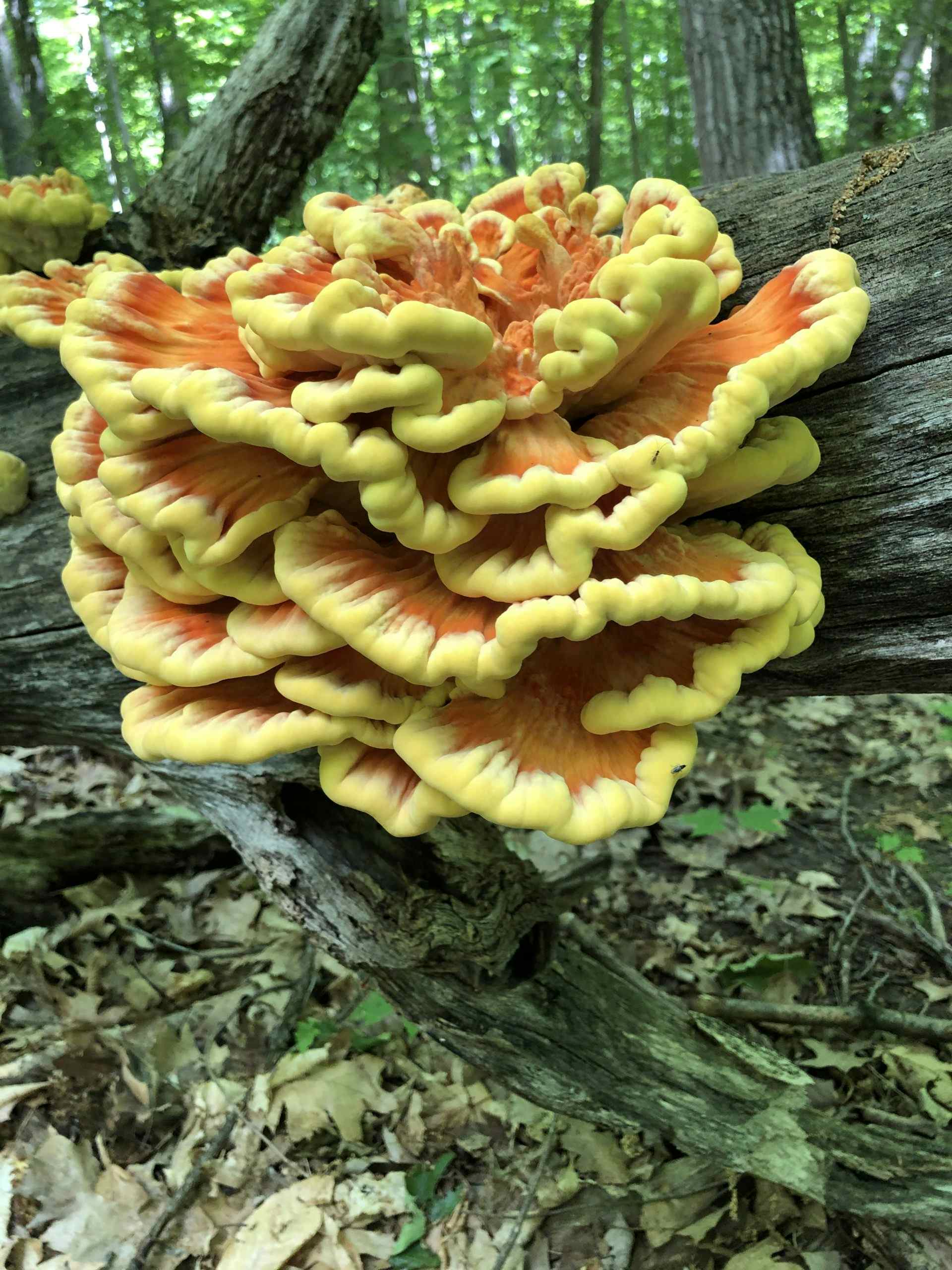 Chicken of the Woods - Dried