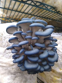 Mycs Mushroom Manna