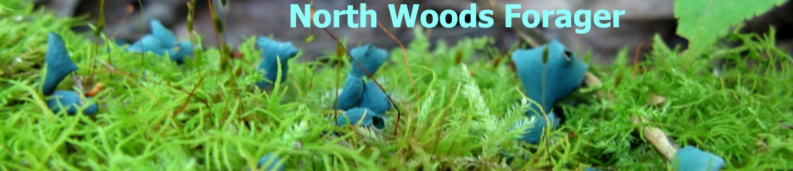 North Woods Forager's banner