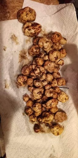 White truffle harvest