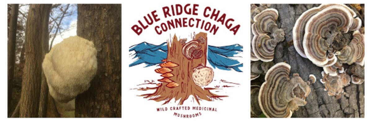 Blue Ridge Chaga Connection's banner