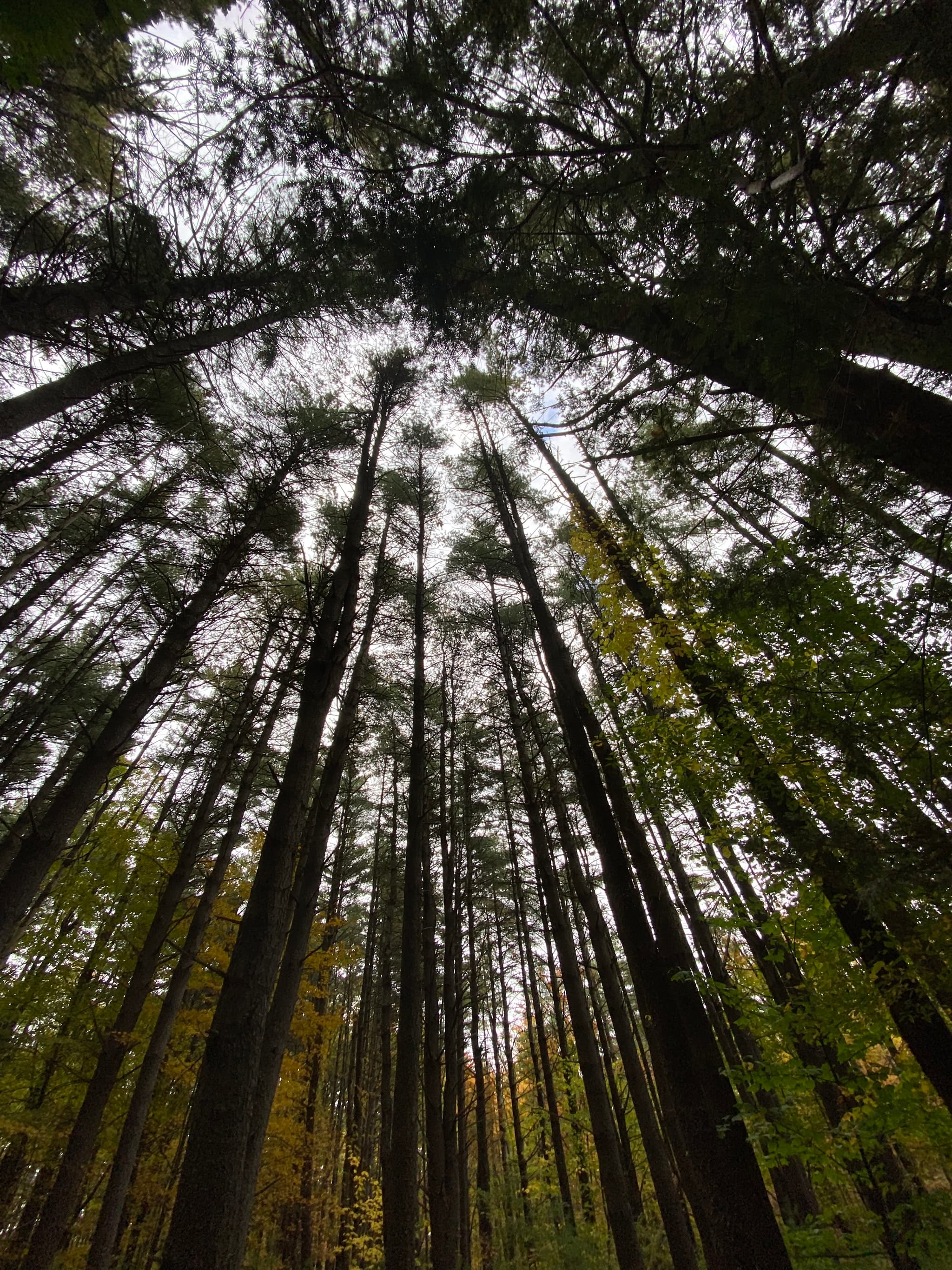 Catskill Wild's banner