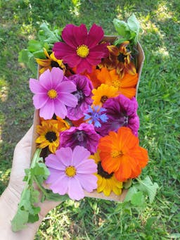 Edible Flowers from Europe