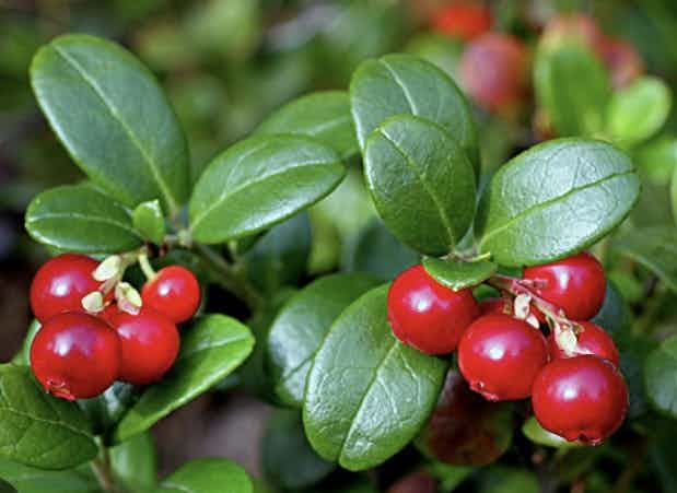 Wild Alaskan Lingdon Berries