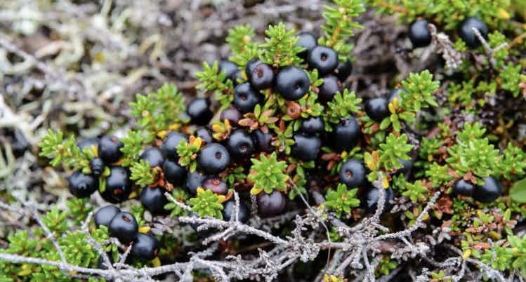 Wild Alaskan Crow Berries