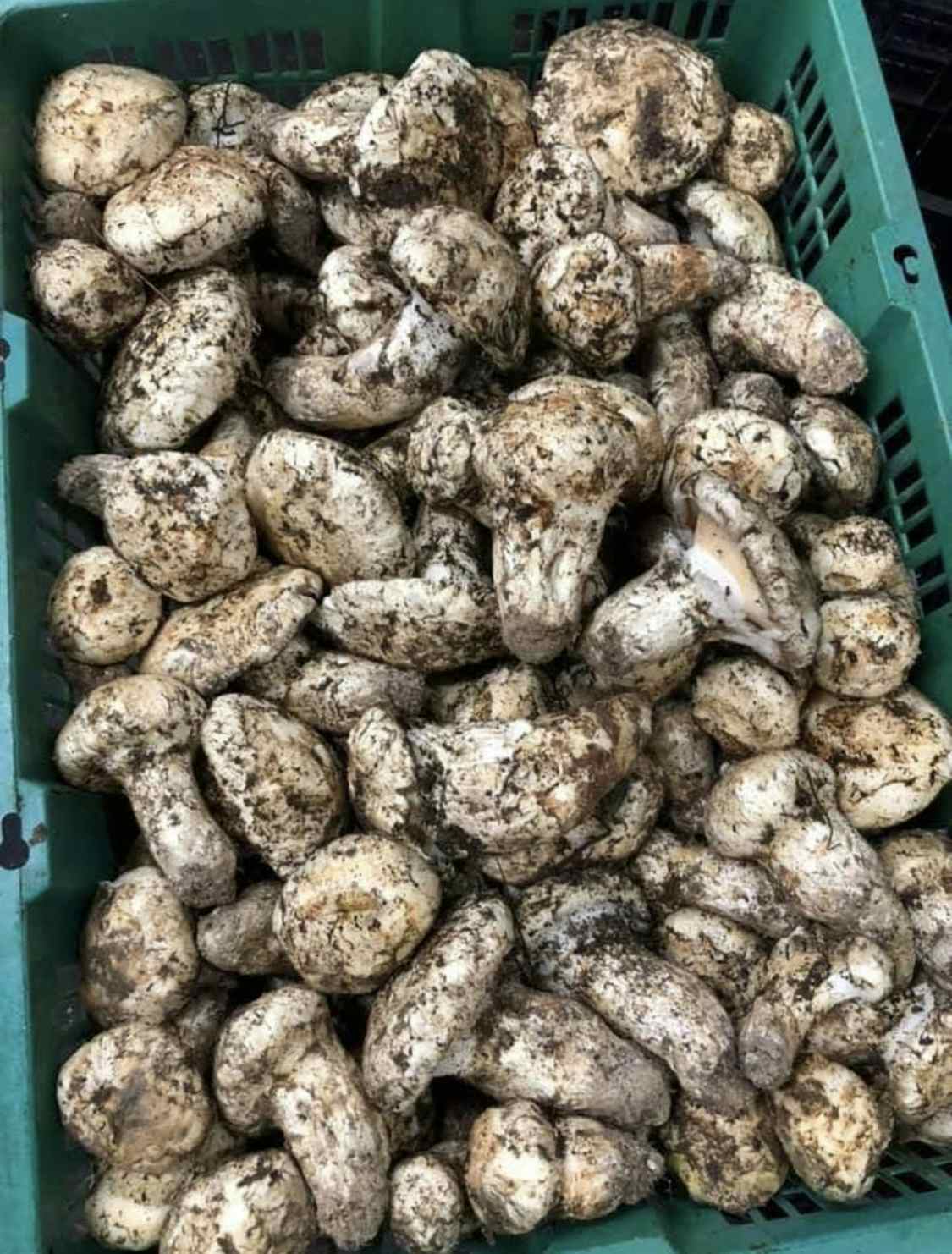 Fresh Matsutake (Pine) Mushrooms Mixed Grades #2-#3 (1 lb) - Product of the USA (Oregon)