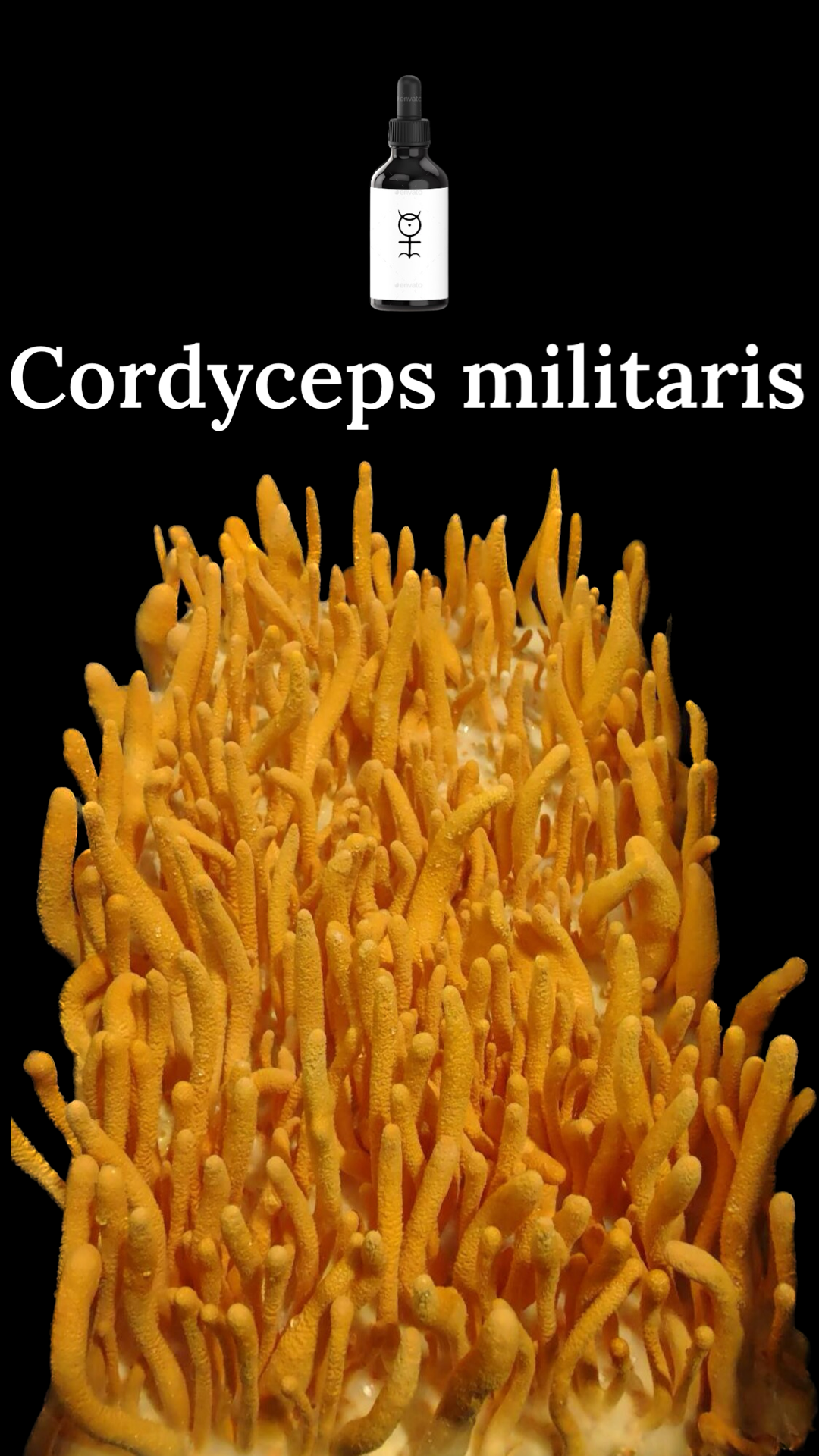 Cordyceps militaris