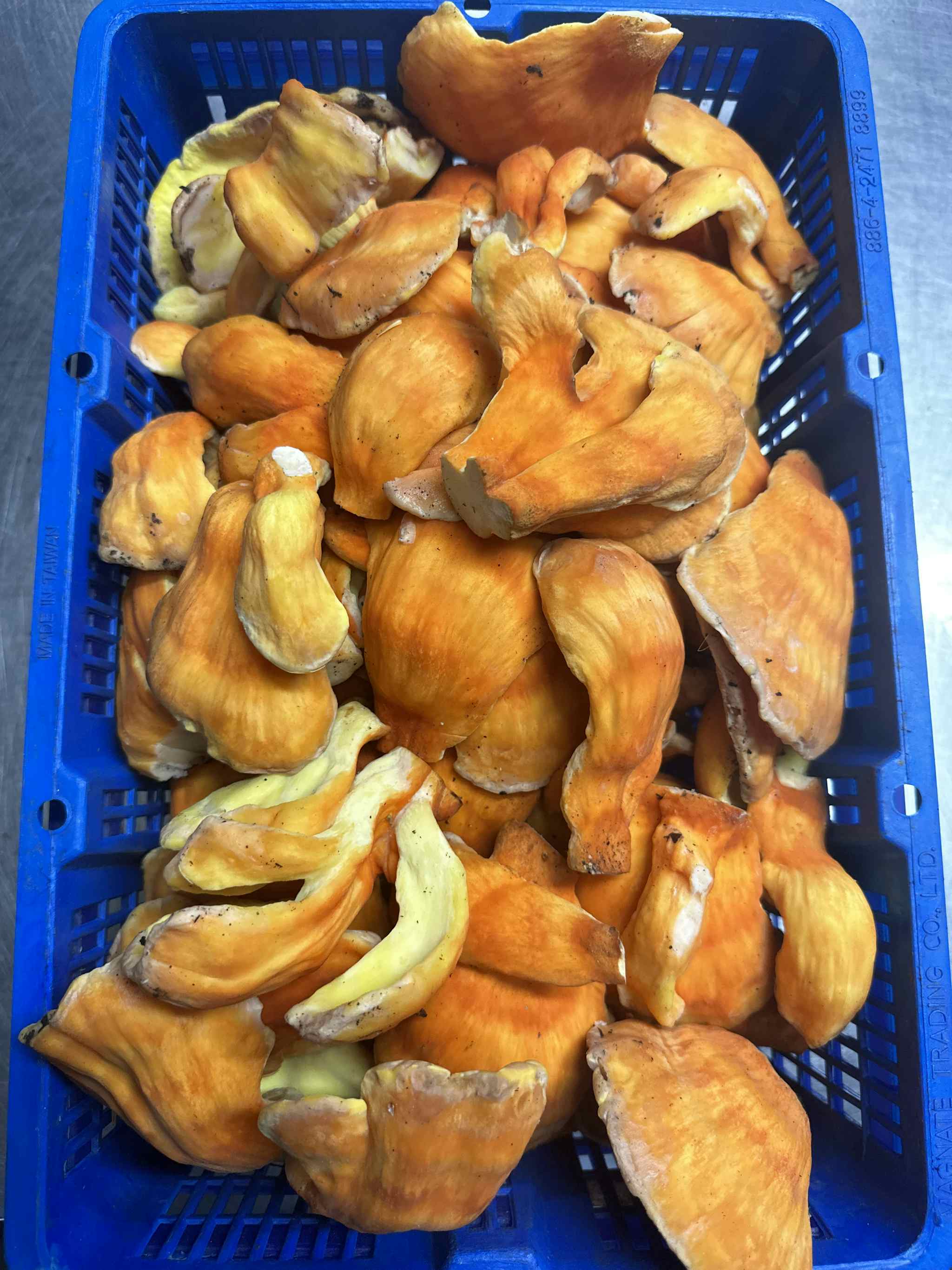 Fresh Chicken of the Woods (1 lb)