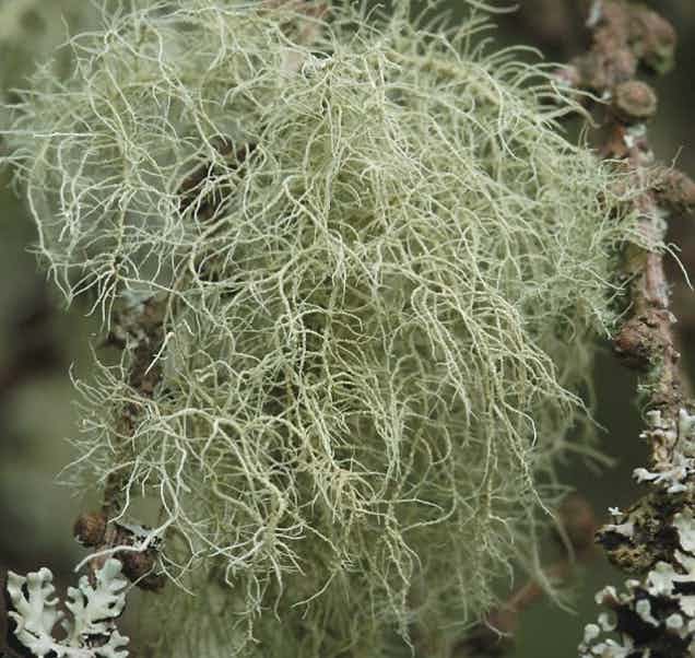 Wild Alaskan Usnea Lichen Plant Old Man’s Beard Plant