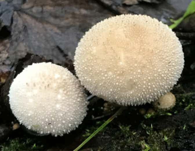 Frozen Alaskan Puffball Mushrooms