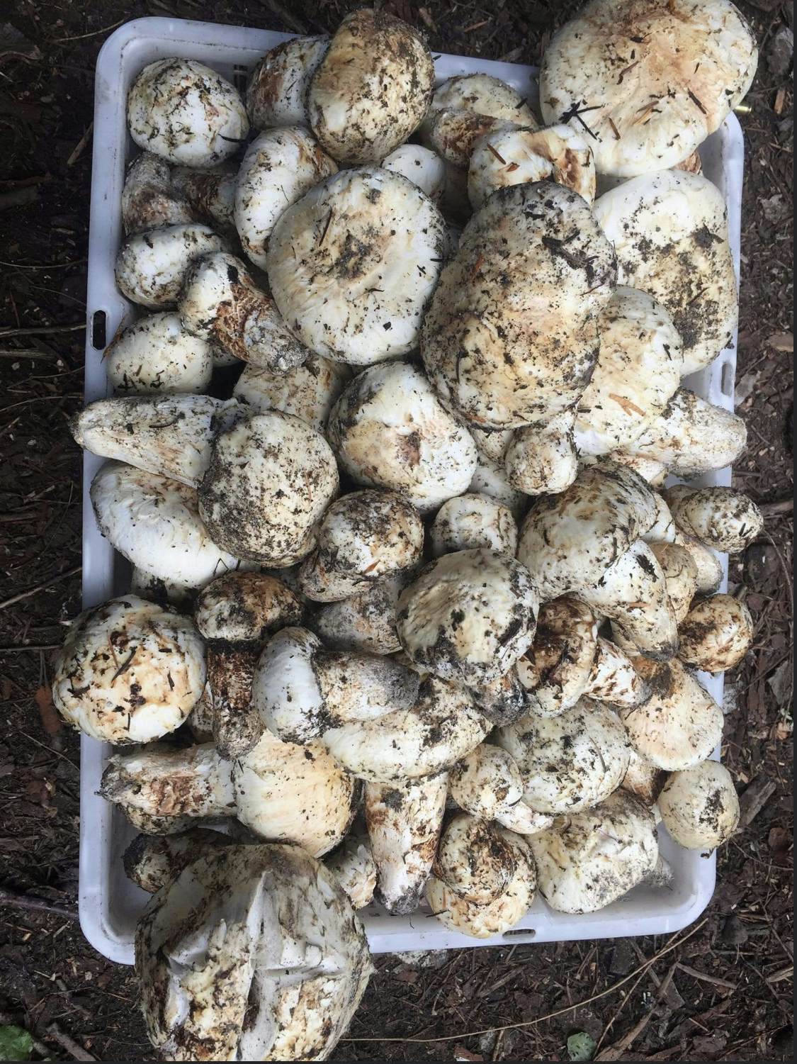 Fresh Matsutake (Pine) Mushrooms Mixed Grades #4 - #5 (1 lb) - Product of the USA