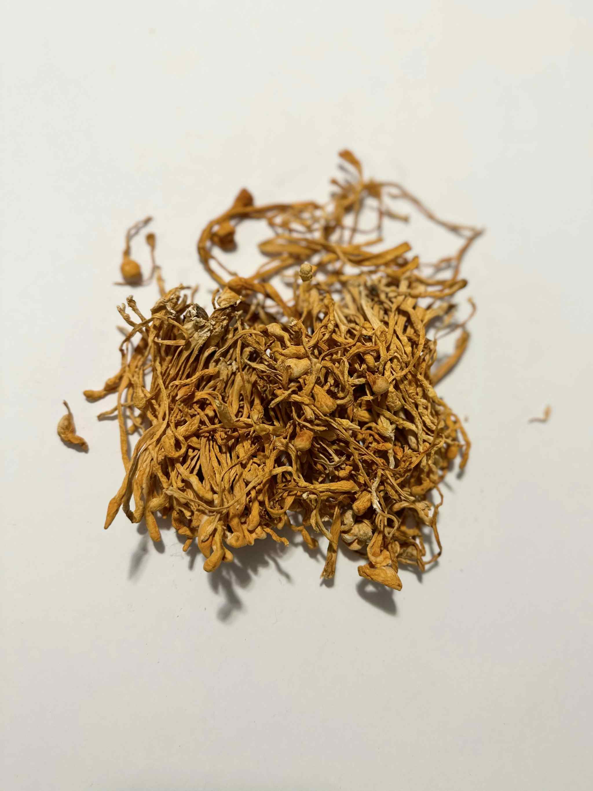 Dried Cordyceps