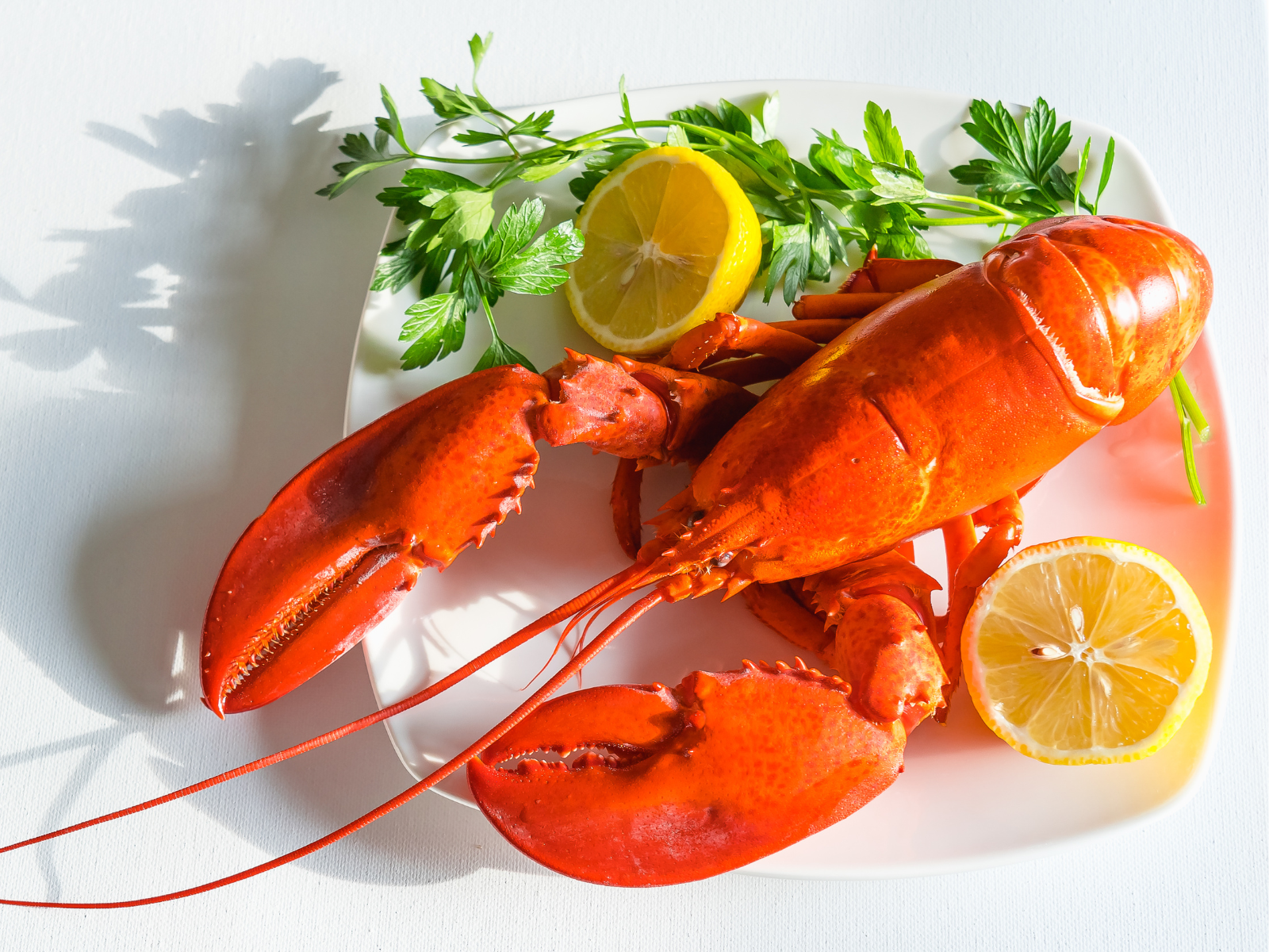 Live Maine Lobster (Size 1-1.2lb/Lobster)