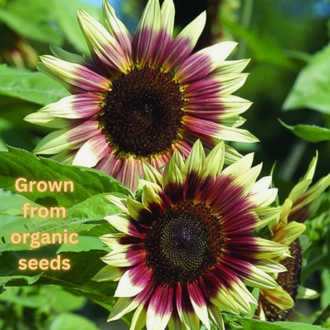 Sunflower Petal | Focaccia art | Bread art | Edible blooms | Flower bread | German muesli | Organic | Freeze-dried Natural Herb Tea Infusion