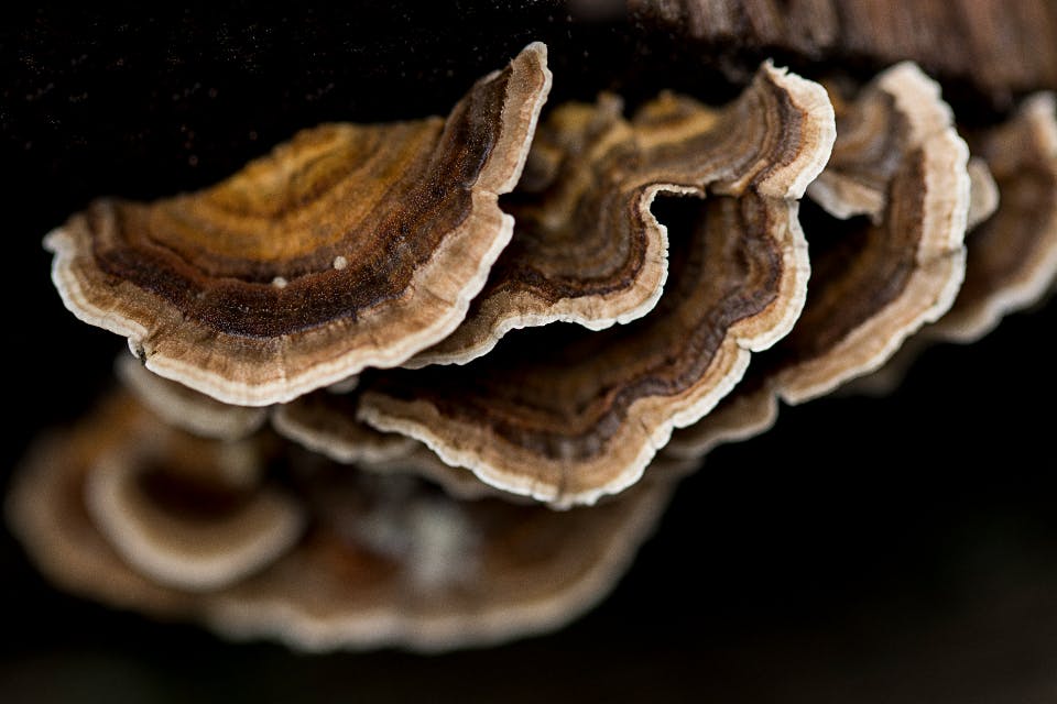 An Essential Guide to Hen of the Woods Mushroom