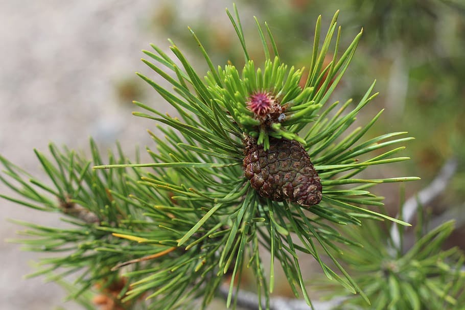 Are Pine Needles Edible? Discover the Delicious Truth!