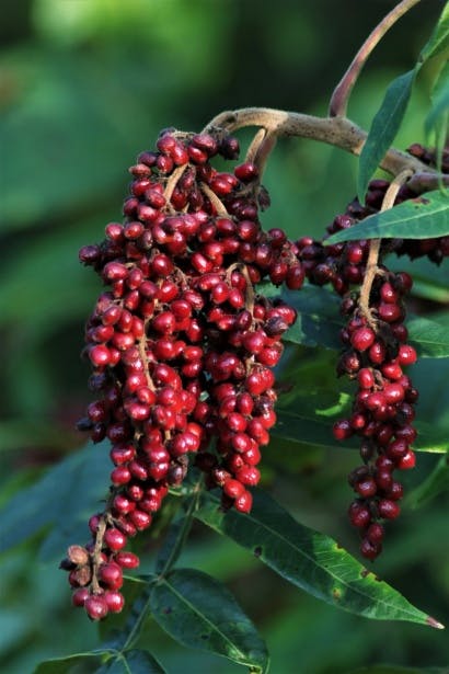 sumac berry branch, sumac berries