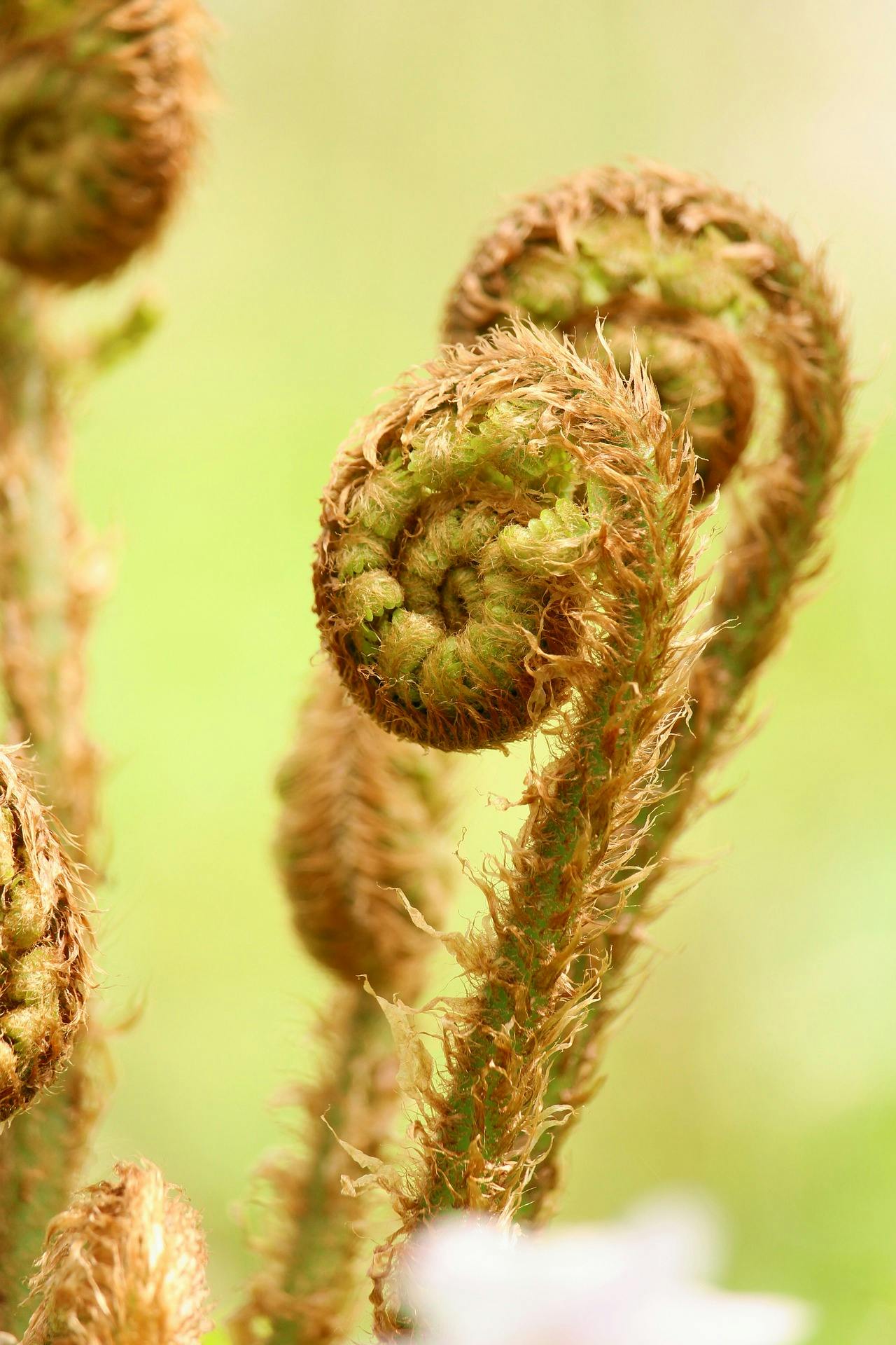 Are Fiddleheads Good for You? A Nutrient-Packed Addition to Your Diet