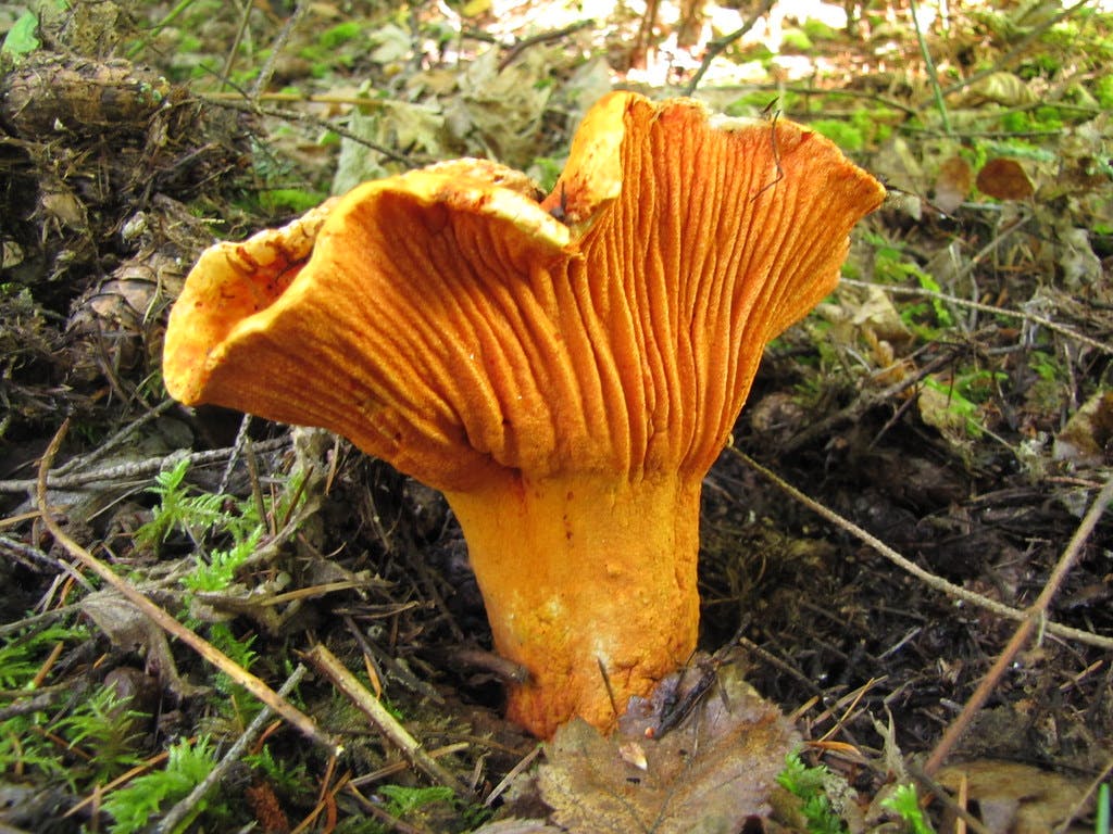  From the Sea to the Forest: The Mushroom That Tastes Like Lobster