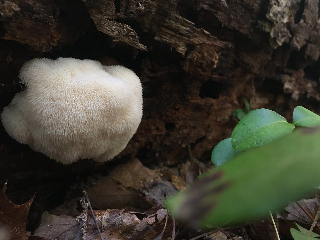 Lion's mane mushroom grows on a dead log