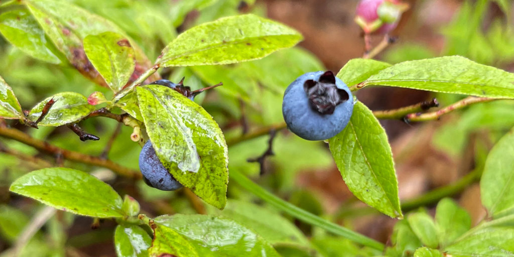 From the Bush to Your Bowl: Unveiling the Secrets of Berry Foraging for the Modern Foodie