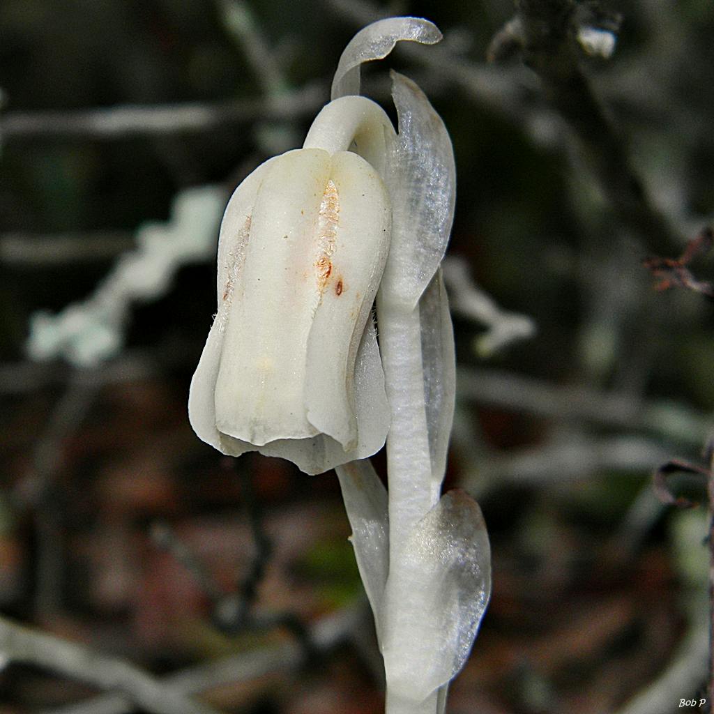  Unveiling the Mysterious Beauty of Indian Pipe: Nature's Own Ghost Plant