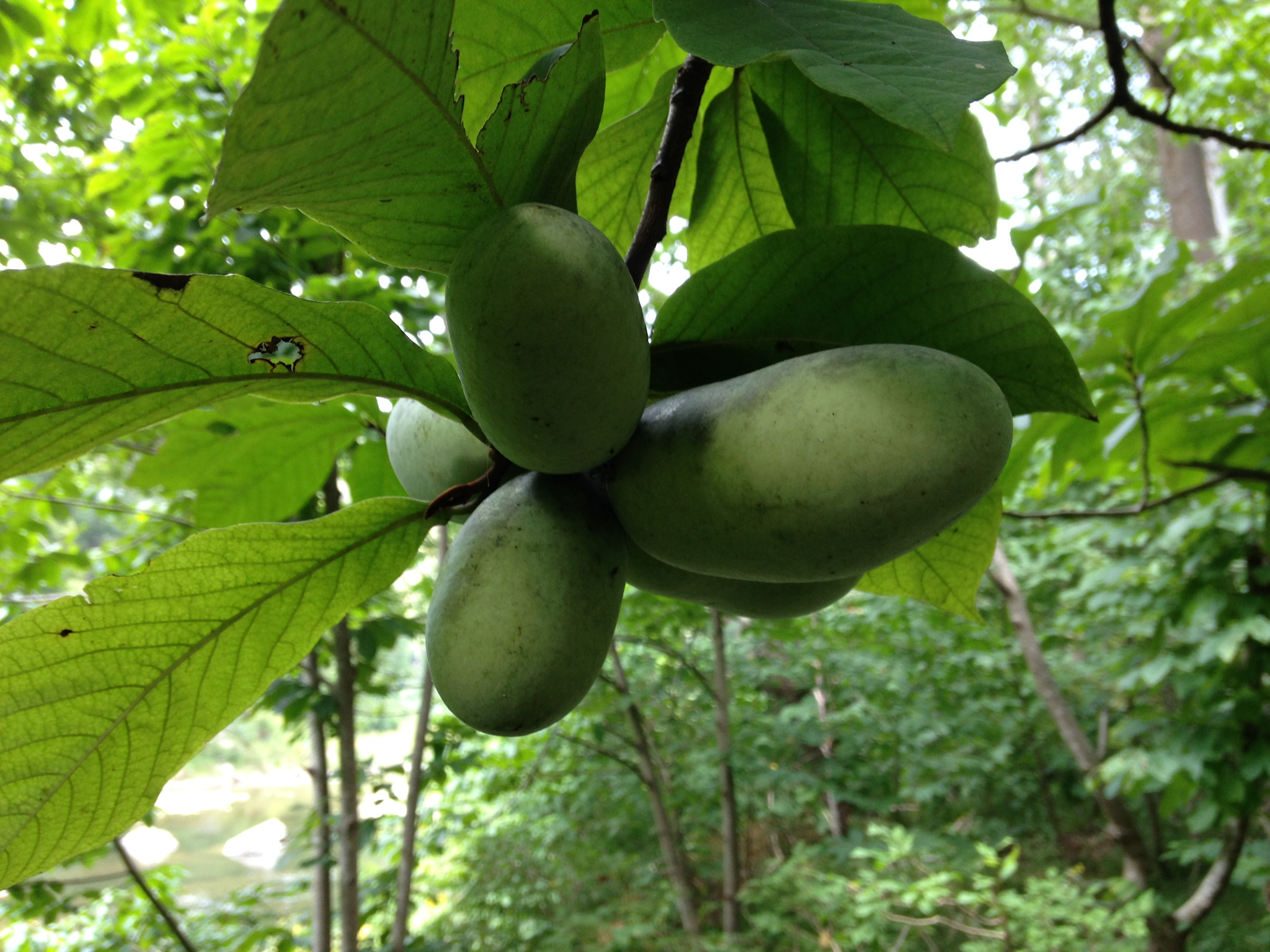 From Picking to Palate: How to Eat Pawpaw Fruit and Savor Nature's Creamy Delight! 