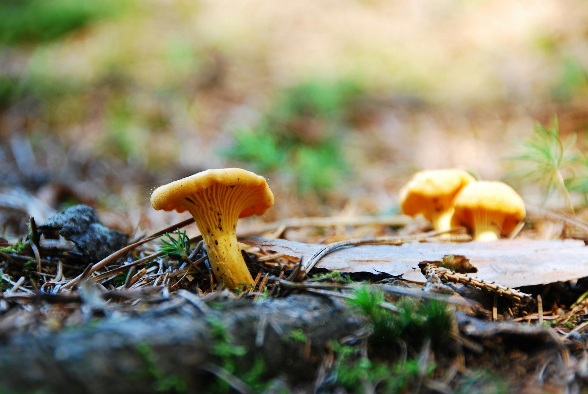 Chanterelle mushroom in the wild