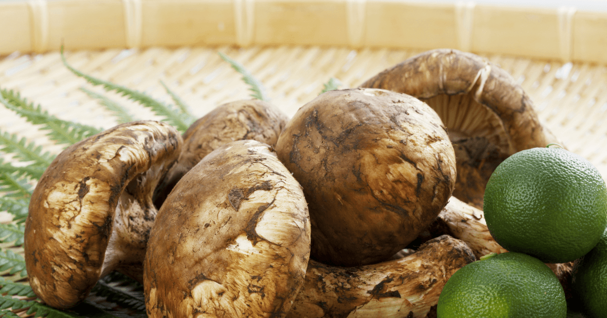 The Impact of Seasonality on Matsutake Mushroom Prices