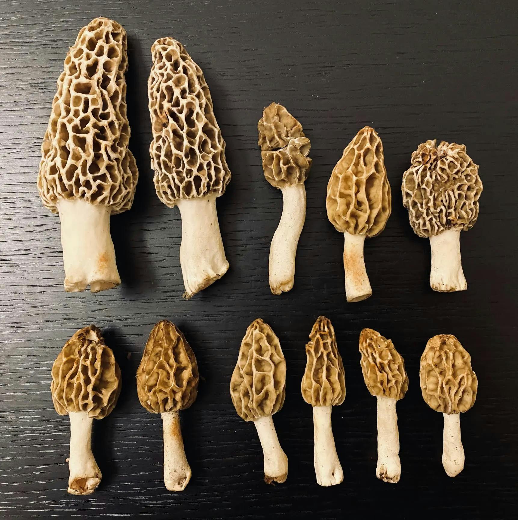 Morel mushrooms set on a black surface