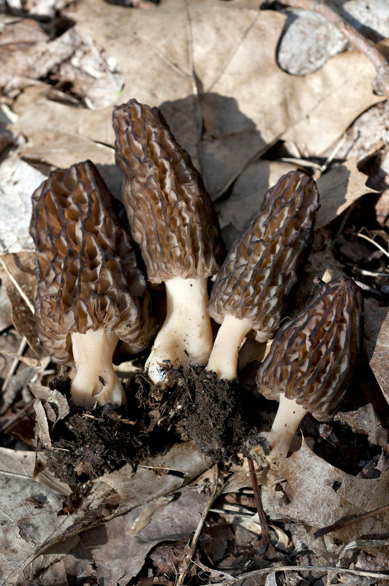 Can You Freeze Fresh Morel Mushrooms? Preserving the Wild Delicacy for Longer Storage