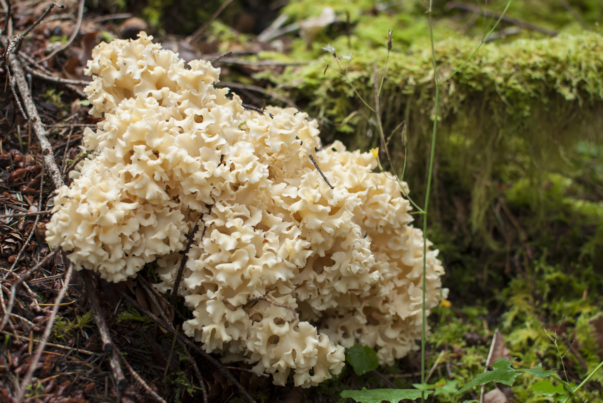 How to Identify Cauliflower Mushroom: A Guide to Recognizing These Fungi in the Wild