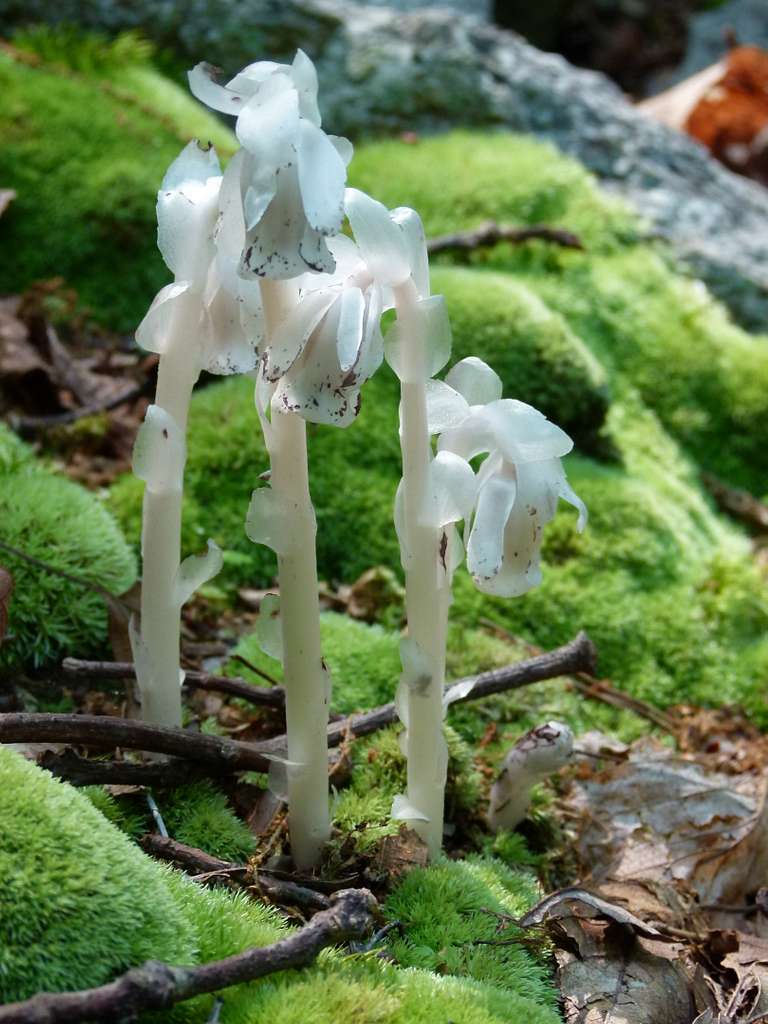 indian ghost pipe