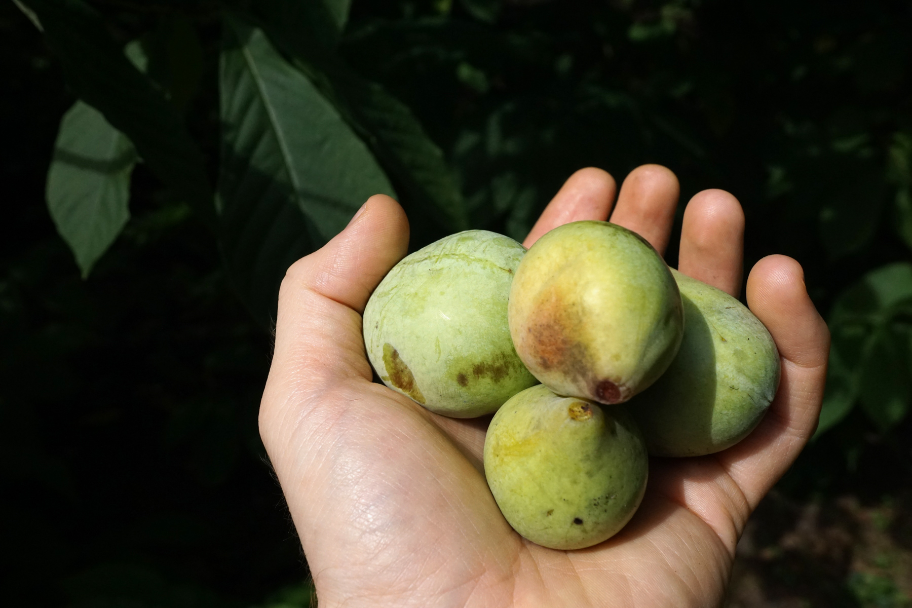 Satisfying Your Curiosity: Are Paw Paws Safe to Eat? A Bite-Sized Answer