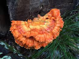 The Hen that Pays: Cracking the Nest Egg of Chicken of the Woods Price