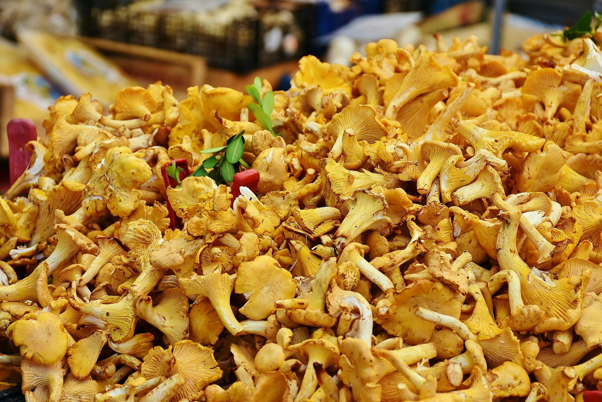 Adding a Touch of Elegance: How to Use Chanterelle Mushrooms in Your Dishes